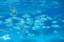 Snorkeling in the Marine Protected Area of Tavolara