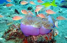 Koh Tao VIP Snorkelling Tour 