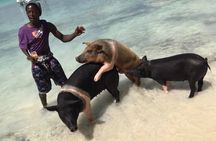 All Inclusive Swimming With The Pigs 