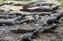 Private Reptile Zoo Adventure Tour with Guide in Cartagena 