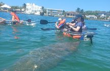 Clear Kayak Glass Bottom Day Tour - Sarasota