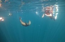 Espiritu Santo Island and sea lions 