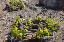 Premium Wine Tasting with Caldera Views