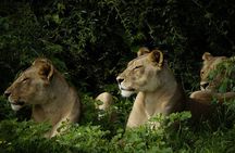7-Day Victoria Falls, Chobe and Hwange Safari Tour