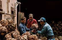 Private Tour Cascahuin Distillery and visit to Tequila