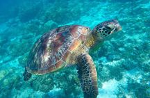 The great snorkeling adventure at the Riviera Maya private tour
