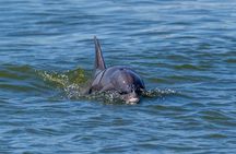 2 Hours Dolphin Eco Tour