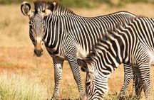  4 Days Safari to Tarangire, Serengeti and Ngorongoro