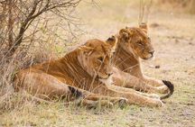 3 days Serengeti Trails with Kojuu Safaris Africa - Comfort Plus 