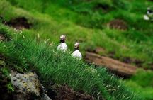 Eyjascooter Puffin Tour in Iceland