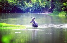Delhi to Sariska National Park: A Thrilling Wildlife Excursion