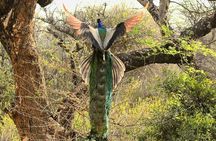 Delhi to Sariska National Park: A Thrilling Wildlife Excursion
