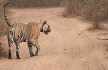 Delhi to Sariska National Park: A Thrilling Wildlife Excursion