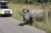 Kruger Park Safari Private Full-Day Tour from Malelane