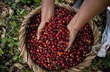 Poaz Volcano And Coffee Tour From JACO