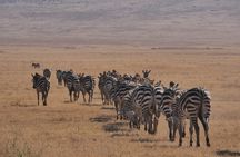 Private 5 Days Tanzania Safari