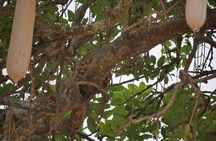 Private 5 Days Tanzania Safari
