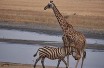 Private 5 Days Tanzania Safari