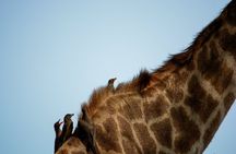 From Arusha: 11 Days famous Serengeti Inside out safari trip