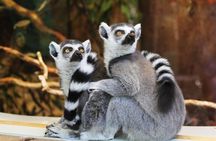 Pafos Zoo Visit & Blue Lagoon Cruise with Local Guide Limassol