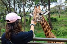 Nairobi National Park, Elephant Orphanage & Giraffe Center tour.