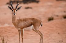 Dubai Evening Desert Safari: Sandboarding, BBQ, Camel Ride & more
