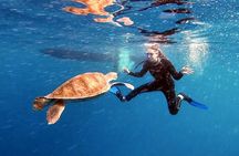 Snorkeling excursion in the Rayas and Turtles Zone