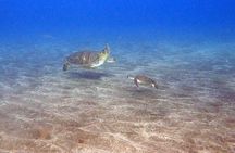 Snorkeling excursion in the Rayas and Turtles Zone