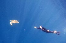 Snorkeling excursion in the Rayas and Turtles Zone