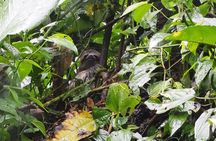 5 Day-4 Nights Extreme Private Amazon Experience
