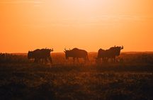 4-Day Private Luxury Safari Tour from Tanzania