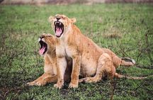 4-Day Private Luxury Safari Tour from Tanzania