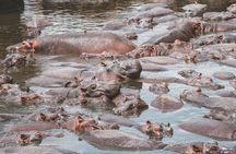 4-Day Private Luxury Safari Tour from Tanzania