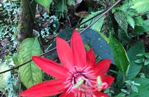Rio Celeste Waterfall and Sloth Sanctuary Experience
