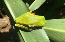 Rio Celeste Waterfall and Sloth Sanctuary Experience