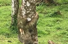 Rio Celeste Waterfall and Sloth Sanctuary Experience