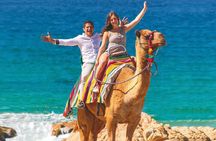 2-Hour Camel Ride Beach and Desert Adventure Experience