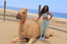 2-Hour Camel Ride Beach and Desert Adventure Experience