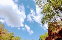 Litchfield Day Tour + Adelaide Croc Cruise