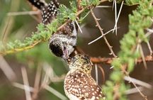 3 Days Taste of Tanzania Standard Safari