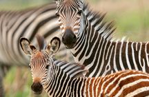 3 Days Taste of Tanzania Standard Safari