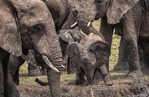 3 Days Taste of Tanzania Standard Safari