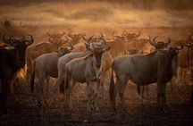 3-Day Camping Safari Tarangire, Lake Manyara & Ngorongoro crater