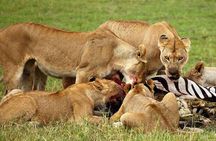 3-Day Camping Safari Tarangire, Lake Manyara & Ngorongoro crater
