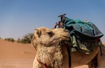 4 days trek - The legs of camels