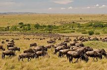 3 Days Mara Jambo Shared Safari Adventure