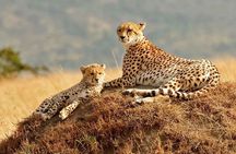 3 Days Mara Jambo Shared Safari Adventure