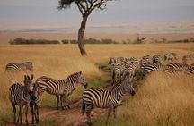 3 Days Mara Jambo Shared Safari Adventure