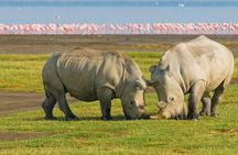 5 Days Masai Mara, Lake Nakuru & Naivasha Budget Joining Safari