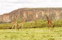 5 Days Masai Mara, Lake Nakuru & Naivasha Budget Joining Safari